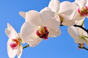 世界杯出场次数纪录：梅西25场第一，谁能超越？，世界杯出场记录
